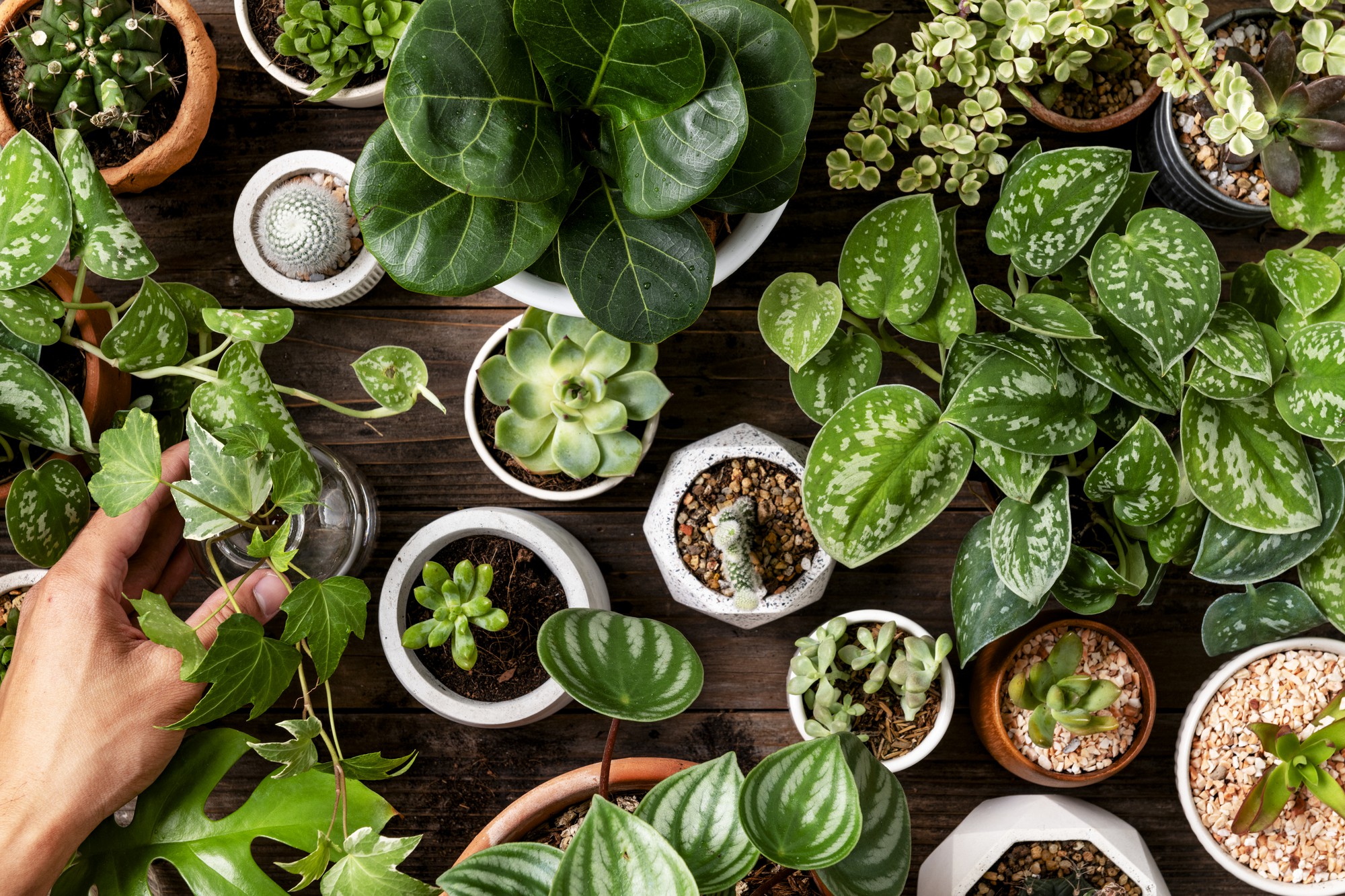 Horticulture